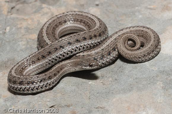 Lined snake