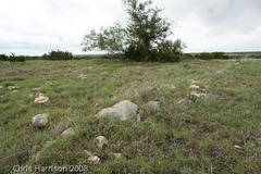 Tropidoclonion lineatum