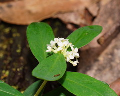 Pimelea drupacea