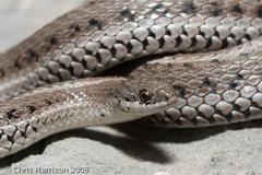 Tropidoclonion lineatum