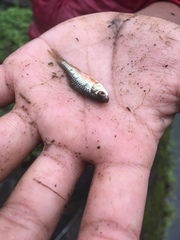 Barbodes semifasciolatus