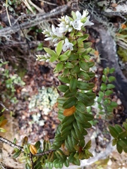 Veronica canterburiensis