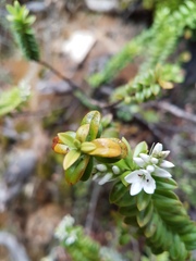 Veronica canterburiensis
