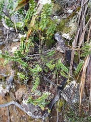 Veronica canterburiensis