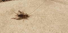 Gryllodes sigillatus