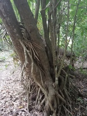 Bravaisia integerrima