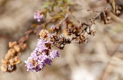 Selago flanaganii, photograph (c) Tony Rebelo, some rights reserved (CC BY-SA)