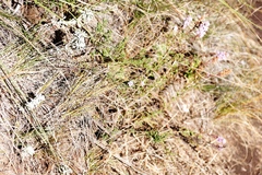 Selago flanaganii, photograph (c) Tony Rebelo, some rights reserved (CC BY-SA)