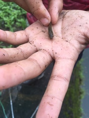 Barbodes semifasciolatus