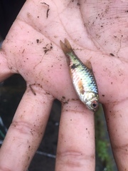 Barbodes semifasciolatus