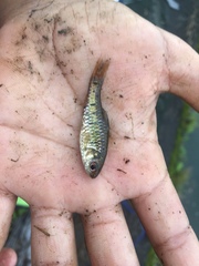 Barbodes semifasciolatus