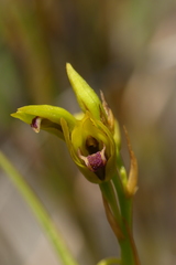 Eulophia ustulata