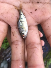 Barbodes semifasciolatus