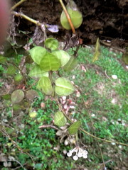 Hoya