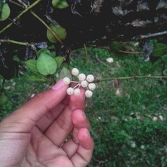 Hoya