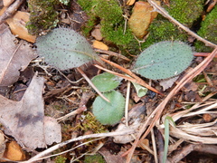 Hieracium venosum
