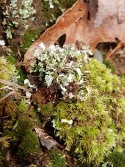 Cladonia apodocarpa
