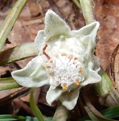 Antennaria solitaria