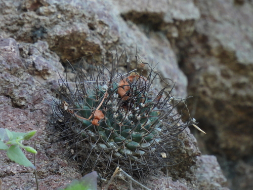 Mammillaria bocensis