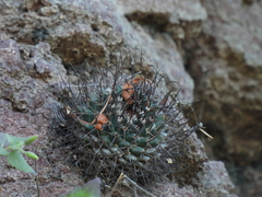 Boca Mammillaria (Mammillaria bocensis)