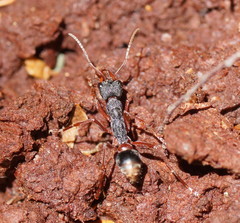 Myrmecia esuriens