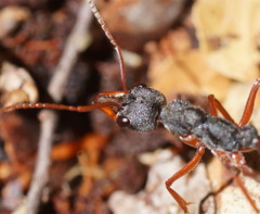 Myrmecia esuriens