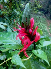 Pachystachys coccinea