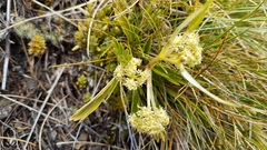 Aciphylla monroi