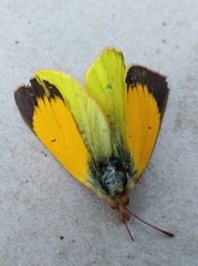 Colias dimera