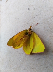 Colias dimera