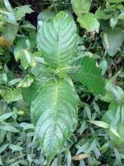 Pachystachys coccinea