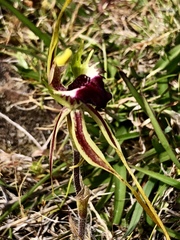 Caladenia dilatata