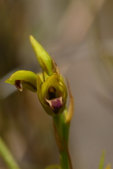 Eulophia ustulata