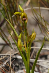 Eulophia ustulata