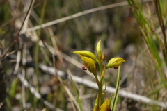 Eulophia ustulata