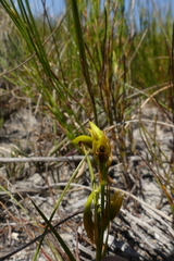 Eulophia ustulata