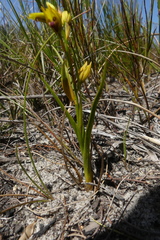 Eulophia ustulata
