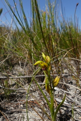 Eulophia ustulata