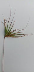 Themeda arguens