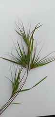 Themeda arguens