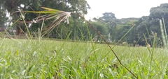 Themeda arguens