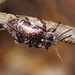 Lepispilus sulcicollis - Photo (c) Reiner Richter, osa oikeuksista pidätetään (CC BY-NC-SA), uploaded by Reiner Richter