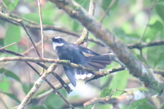 Rhipidura albicollis