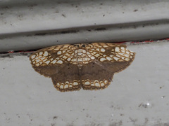 Drapetodes nummularia