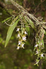 Sarcochilus australis