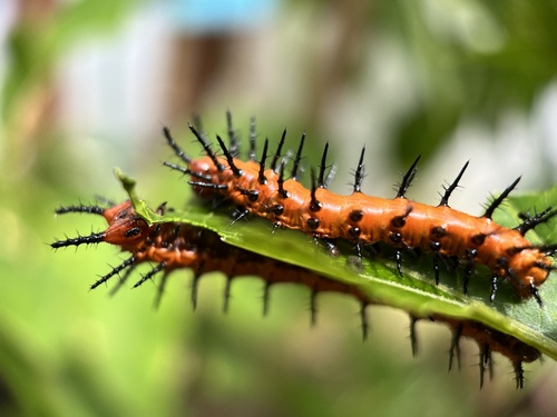 Gulf Fritillary, photo 2 of 8