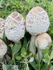 Chlorophyllum molybdites image