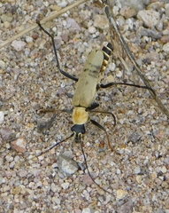 Chauliognathus misellus