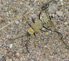 Chauliognathus misellus