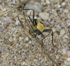 Chauliognathus misellus
